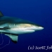 shark_greyreef_is_h_0705_png0963.jpg